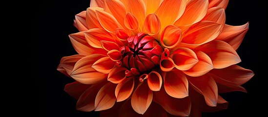 An orange Dahlia flower head stands out against a dark background creating a floral macro image It showcases the beautiful bloom of the Dahlia which adds a touch of autumn beauty to the black backdro