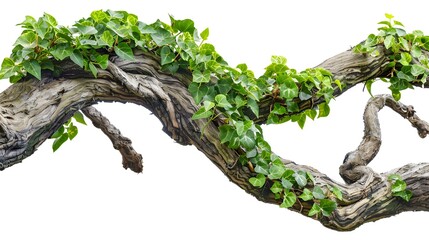 A vivid green creeper winding around an ancient, gnarled tree branch, isolated on white background