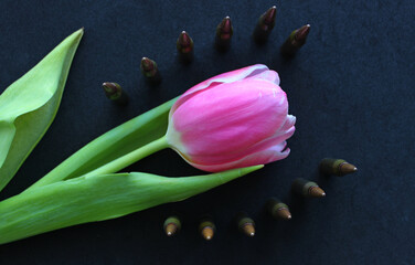 Bullets Lines Around Pink Flower On Black Silk Velvet Upholstery. Conceptual Stock Photo For...