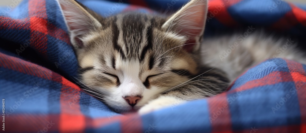 Poster A cute and adorable kitten is seen relaxing on a checkered blanket in this copy space image