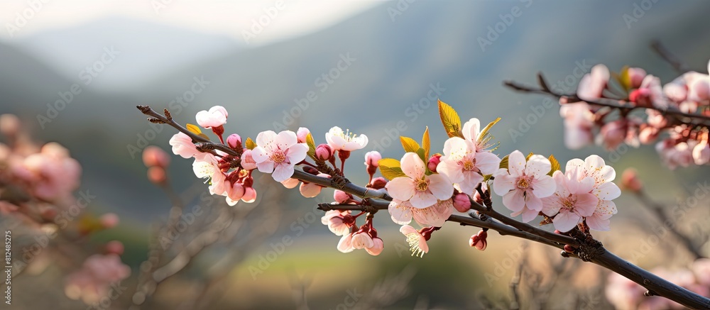 Poster a beautiful nature scene showing an apricot tree in full bloom with spring flowers on the branches t