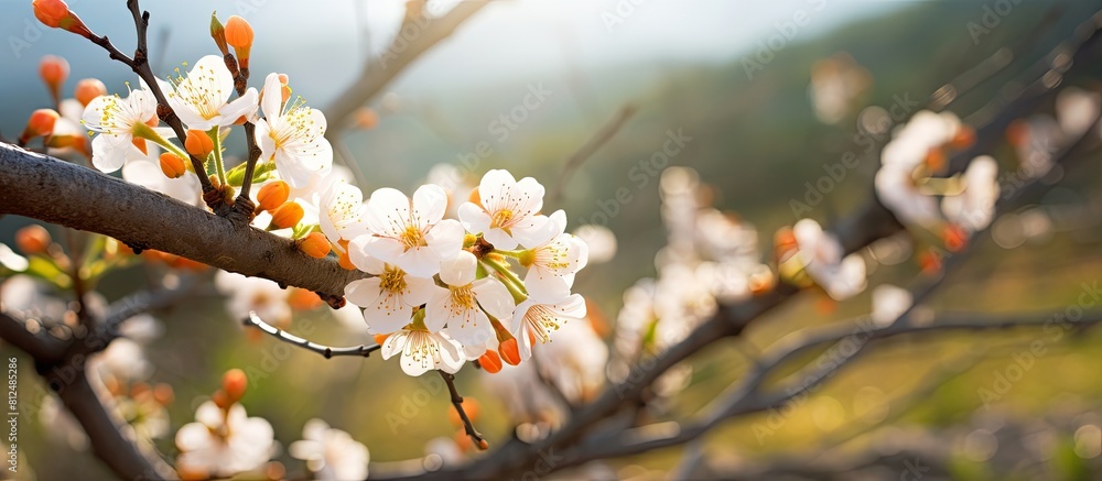 Poster a beautiful nature scene showing an apricot tree in full bloom with spring flowers on the branches t