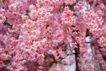 Pink Cherry Blossom in Japan - 日本 ピンク色 しだれ桜の花
