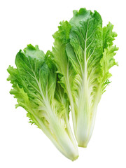 Bunch of fresh green lettuce leaves isolated on transparent background, a crisp and healthy ingredient for salads