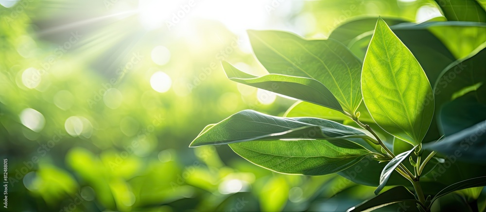 Poster A closeup view of a green leaf in a summertime garden bathed in sunlight with ample empty space around it for additional visuals