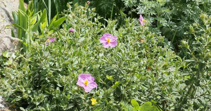 (Cistus albidus) Grey-leaved cistus shrub growing in a rocky embankment with gorgeous lilac-pink crumpled flowers on hairy green to grayish white foliage as ornamental ground cover
