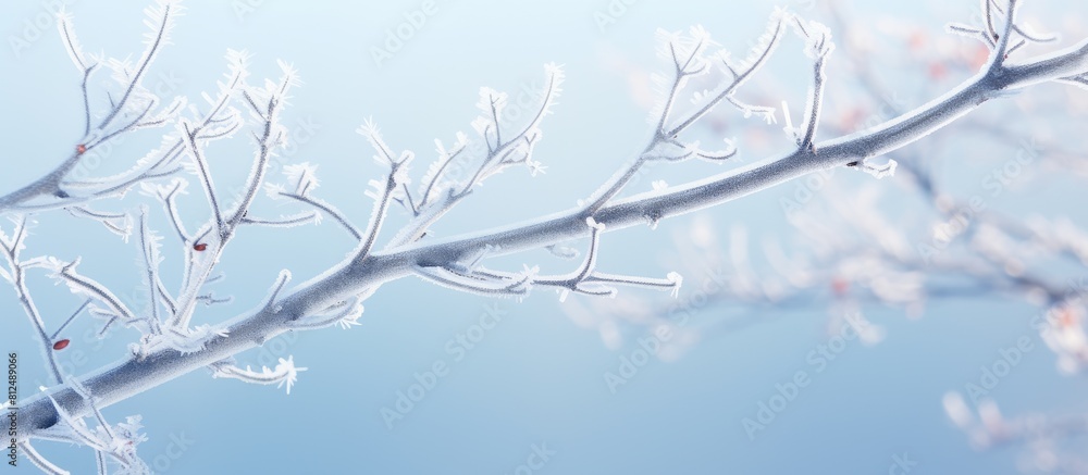 Leinwandbilder Frost covered tree branch with ample copy space image
