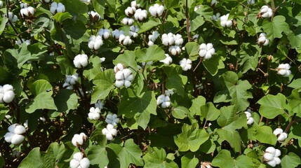 Beautiful and picturesque ready to harvest cotton scenes for creative use
