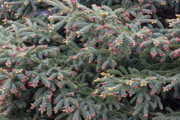 Silver fir branches with fresh buds in spring