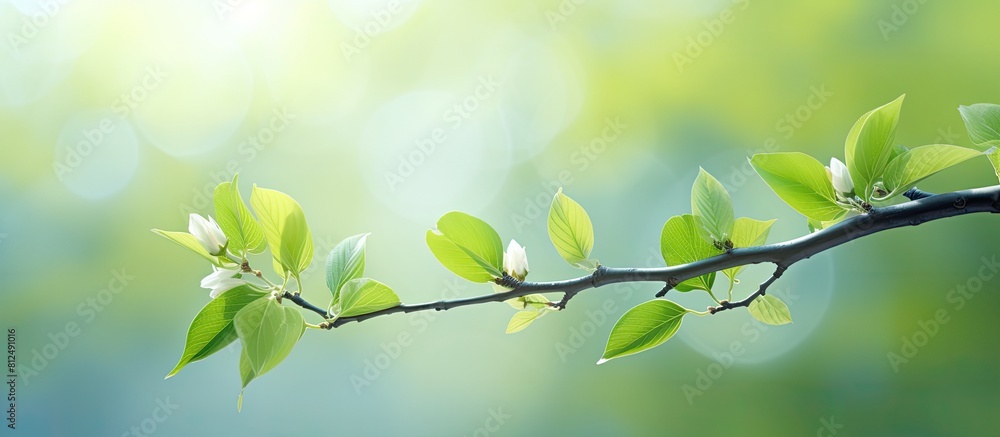 Aufkleber in early spring a branch with fresh youthful foliage is captured in a copy space image