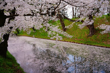 Fototapeta premium Pink Sakura or Cherry Blossom Tunnel and Moat of Hirosaki Castle in Aomori, Japan - 日本 青森 弘前城 外濠 桜のトンネル