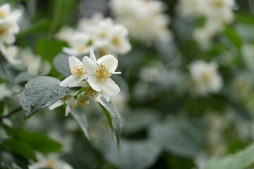 blooming jasmine flowers closeup on a summer day after the rain