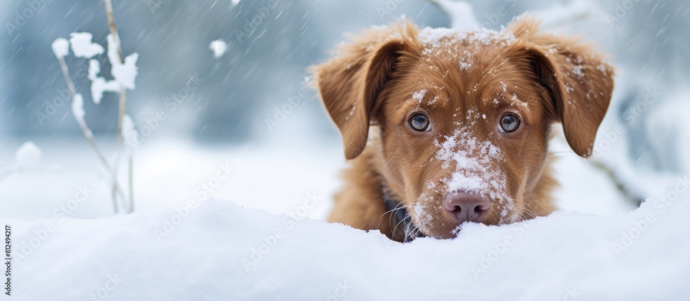 Poster A brown dog with a hilarious expression on its face covered in snow in a winter scenery with snow covered ground A perfect scene for a copy space image 167 characters