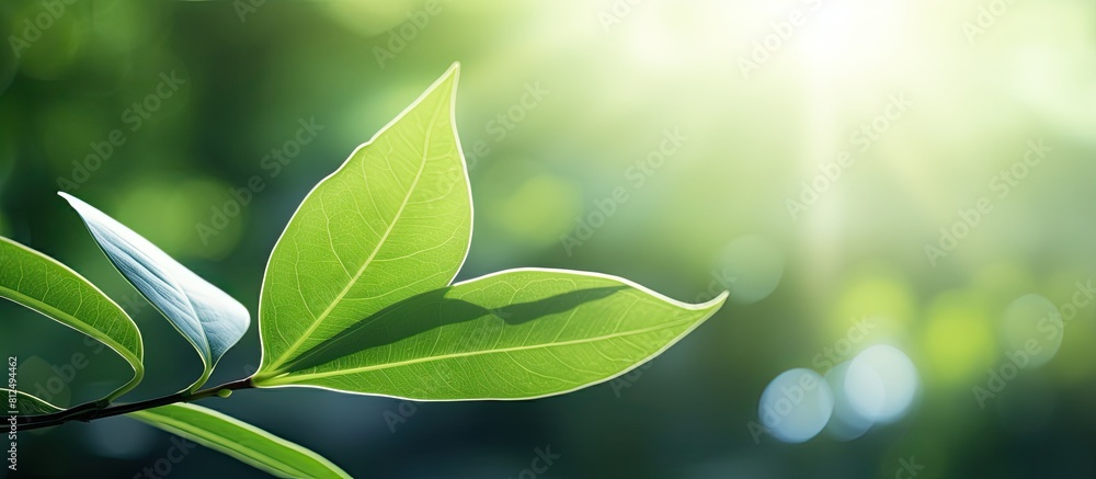 Aufkleber A green leaf in a garden illuminated by sunlight creates a natural background for a copy space image