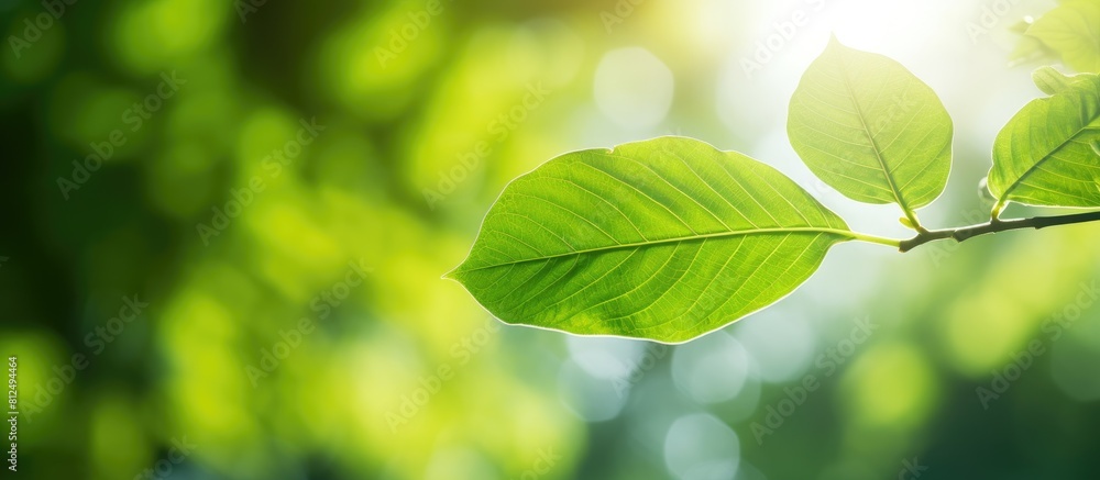Poster a green leaf in a garden illuminated by sunlight creates a natural background for a copy space image