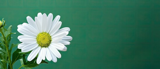 Copy space image of a white flower in closeup against a vibrant green backdrop resembling floral wallpaper on a natural background