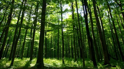 Obraz premium bamboo forest in the morning