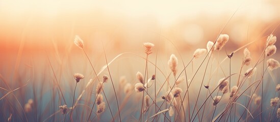 Vintage retro image of an autumn abstract background with meadow plants at sunset providing a...