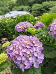 紫陽花