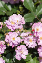 薄紫の薔薇（ラベンダー ドリーム）Lavender Dream