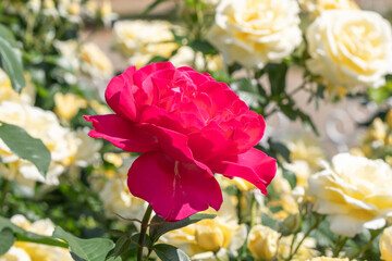 Fototapeta premium 赤い大輪の薔薇（王妃アントワネット）La Reine Marie-Antoinette