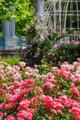 ピンクの半八重の薔薇（ジャルダン ドゥ フランス）Jardins de France