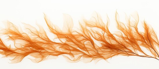 Copy space image of dried seaweed on a white background