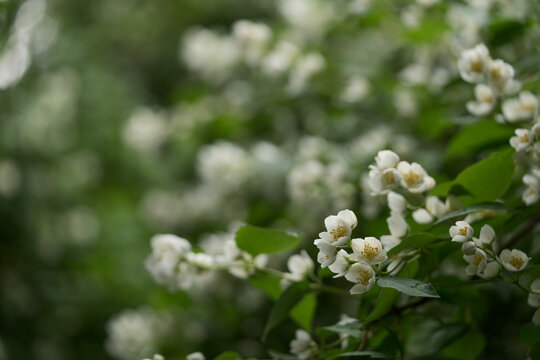 blooming jasmine flowers closeup on a summer day after the rain