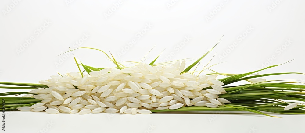 Poster a copy space image featuring a collection of paddy jasmine rice ears set against a white background