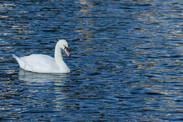 Obraz premium A swan is swimming in the water