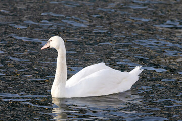 Fototapeta premium A swan is swimming in the water