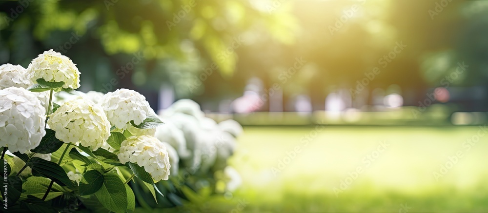 Poster copy space image of a blooming hydrangea branch with white flowers in a garden set against a lush gr