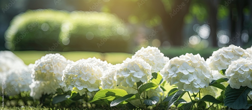Aufkleber copy space image of a blooming hydrangea branch with white flowers in a garden set against a lush gr