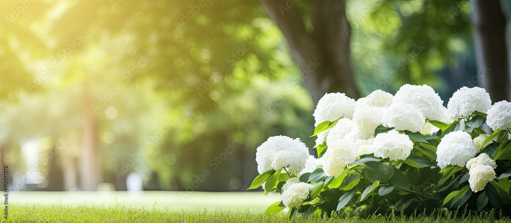 Aufkleber copy space image of a blooming hydrangea branch with white flowers in a garden set against a lush gr