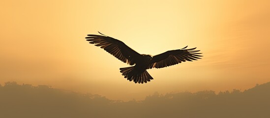 A copy space image of a black kite in silhouette form