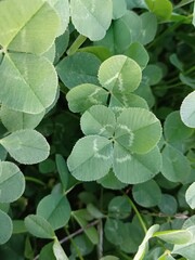 행운의 네잎클로버