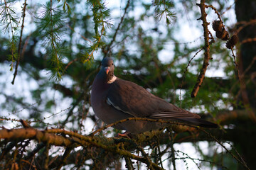 A pidgeon sitting on a tree.