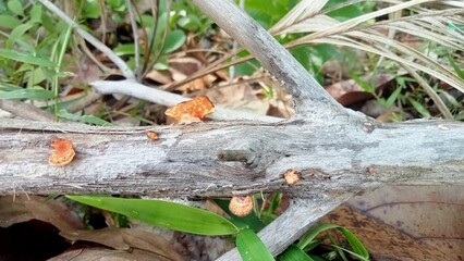 The forest is plentiful and free from destruction.