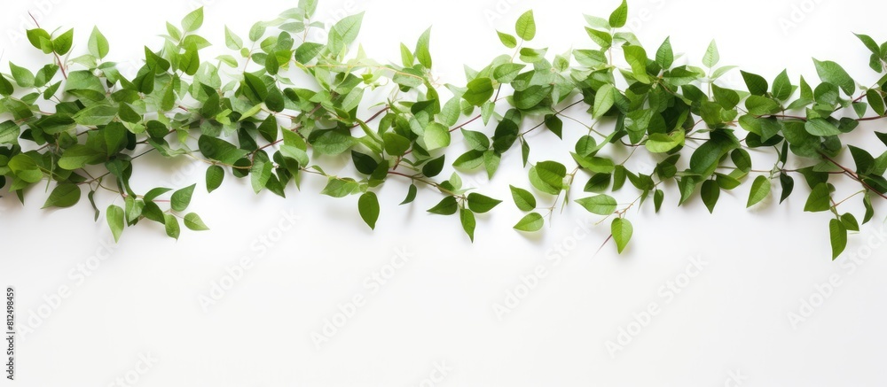Poster A copy space image showcasing green leaves and branches on a white background creating a natural and refreshing texture that relates to the Earth Day concept