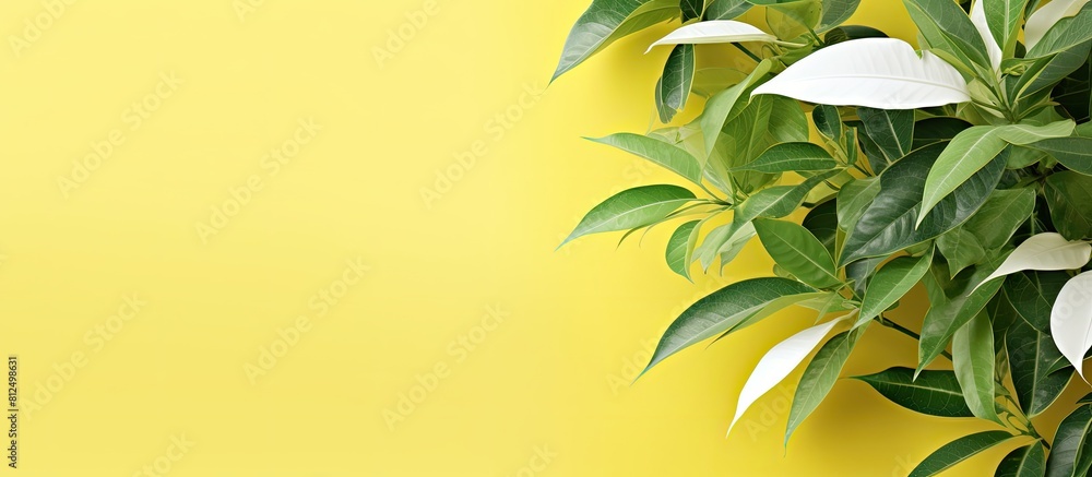 Aufkleber a copy space image showing vibrant green leaves of a tropical climbing plant in the spring and summe