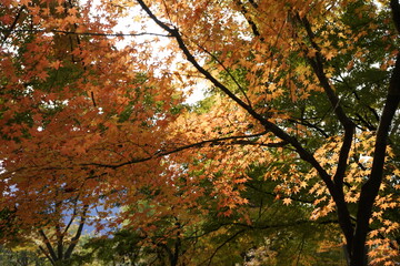 덕수궁 가을 단풍 풍경
