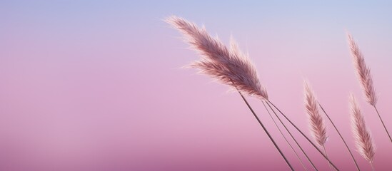 Obraz premium There is a picture of a pink reed with empty space around it. Creative banner. Copyspace image