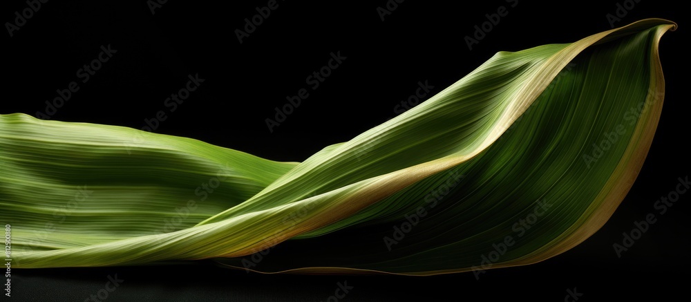 Poster A folded banana leaf is seen in the image leaving empty space around it. Creative banner. Copyspace image