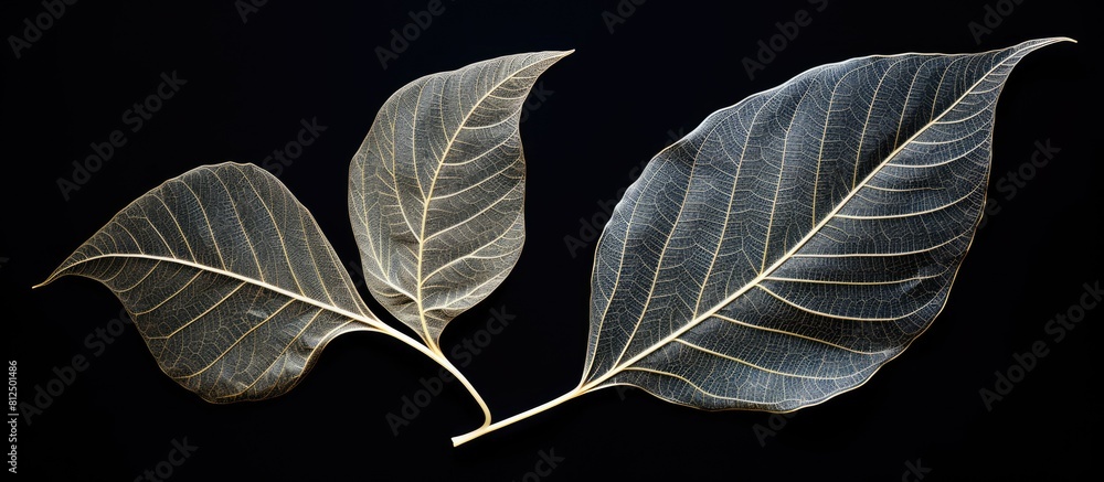 Poster Flat lay of elegant decorative skeleton leaves on a black background with room for text creating a visually stunning and versatile copy space image