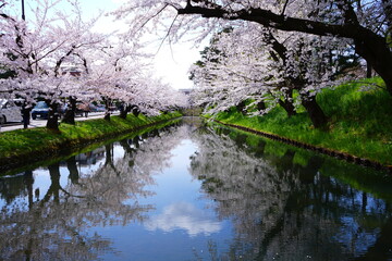 Pink Sakura or Cherry Blossom Tunnel and Moat of Hirosaki Castle in Aomori, Japan - 日本 青森 弘前城 外濠 桜のトンネル