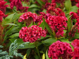 Cockscomb flower or celosia cristata is a member of the genus Celosia, and is commonly known as cockscomb.