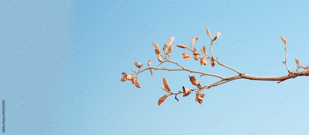 Poster a picturesque brown tree branch with a single leaflet hangs against a backdrop of a serene blue sky 