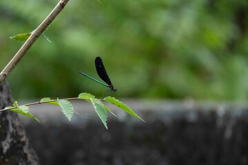 枝に留まるハグロトンボ