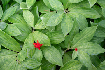 costus productus plant, red orange dwarf spiral ginger, tropical foliage jungle rainforest, backgrounds textures patterns wallpapers, organic nature natural garden gardening environment