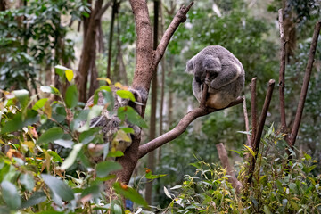 koala, iconic native Australian marsupial, sleeping eucalyptus gum tree, Currumbin wildlife sanctuary, Gold Coast Queensland Australia, travel tourism tourist, holiday vacation